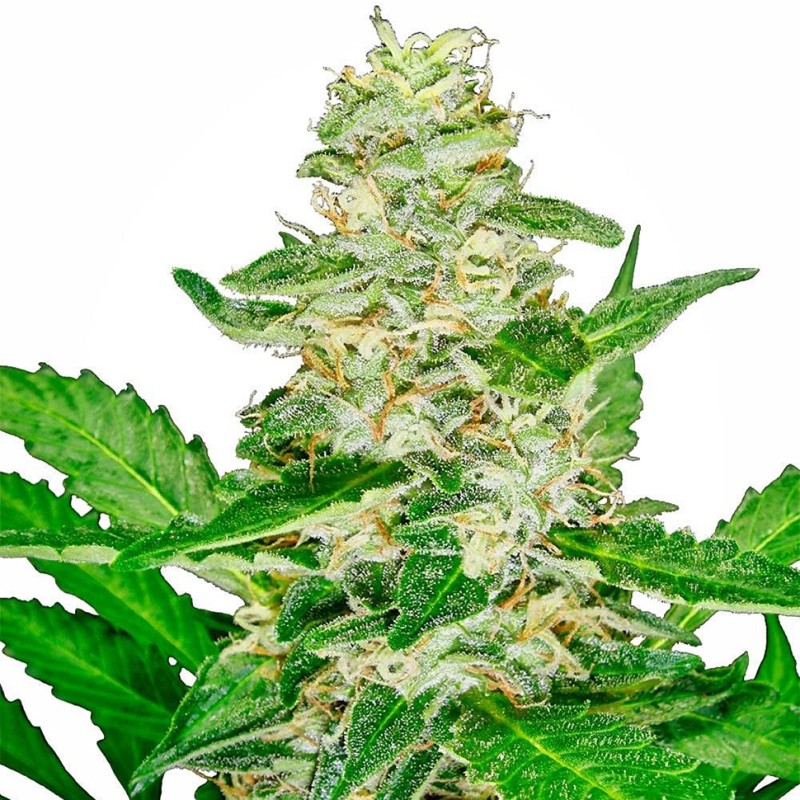 Auto Skunk feminised Ganja Seeds - 2 насінини