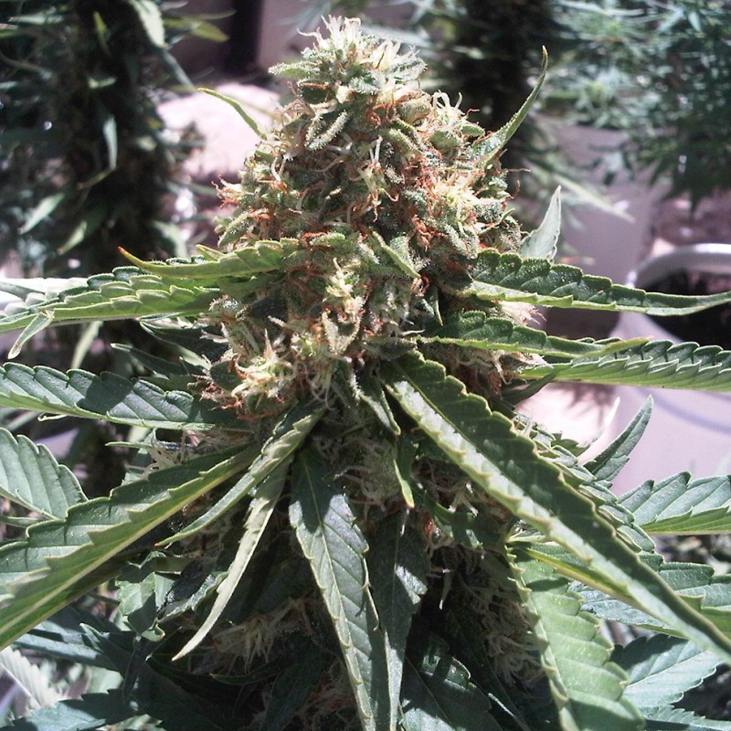Passion #1 x Narkush feminised Ganja Seeds