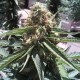 Passion #1 x Narkush feminised Ganja Seeds