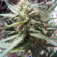 Passion #1 x Narkush feminised Ganja Seeds