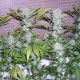 Northern Lights x Chronic feminised Ganja Seeds