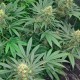 Early Skunk feminised GanjaLiveSeeds
