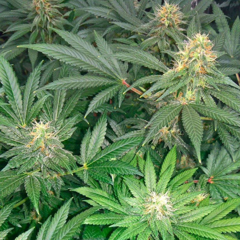 Early Skunk feminised GanjaLiveSeeds