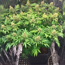 Early Skunk feminised GanjaLiveSeeds