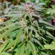 Early Skunk feminised GanjaLiveSeeds