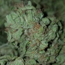 Auto Bubblegum + feminised Victory Seeds