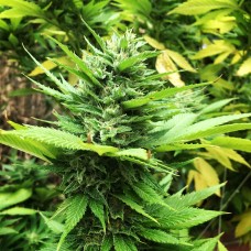 Durban Poison feminised GanjaLiveSeeds