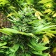 Durban Poison feminised GanjaLiveSeeds