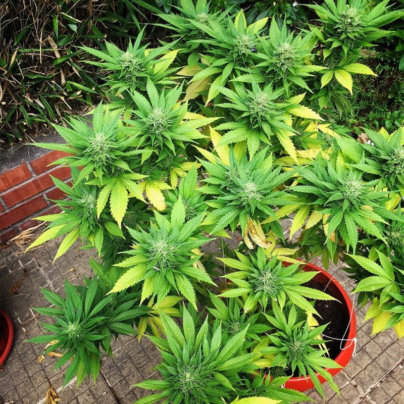 Durban Poison feminised GanjaLiveSeeds