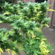 Durban Poison feminised GanjaLiveSeeds
