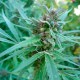 Durban Poison feminised GanjaLiveSeeds