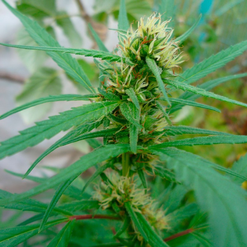 Durban Poison feminised GanjaLiveSeeds