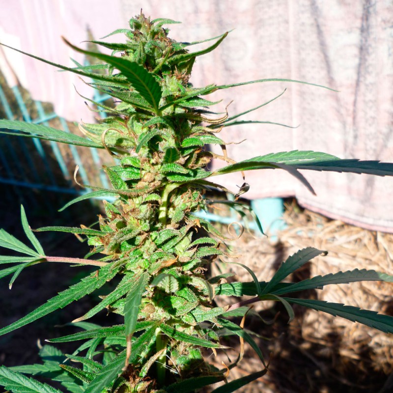Durban Poison feminised GanjaLiveSeeds