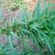 Durban Poison feminised GanjaLiveSeeds
