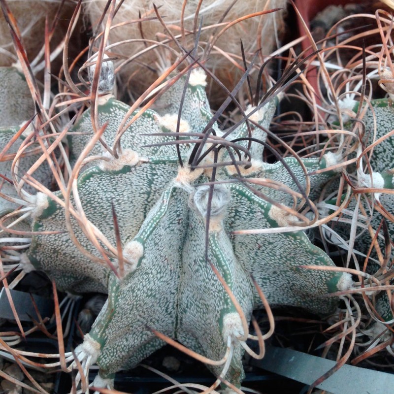 Astrophytum niveum