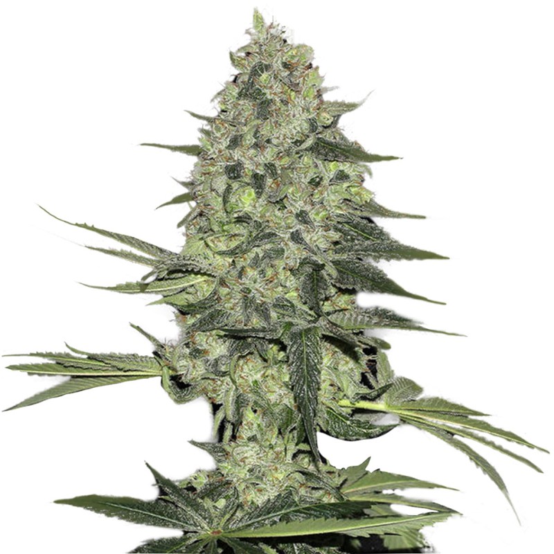 Easy Ryder feminised Ganja Seeds - 4 насінини