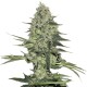 Easy Ryder feminised Ganja Seeds - 4 насінини