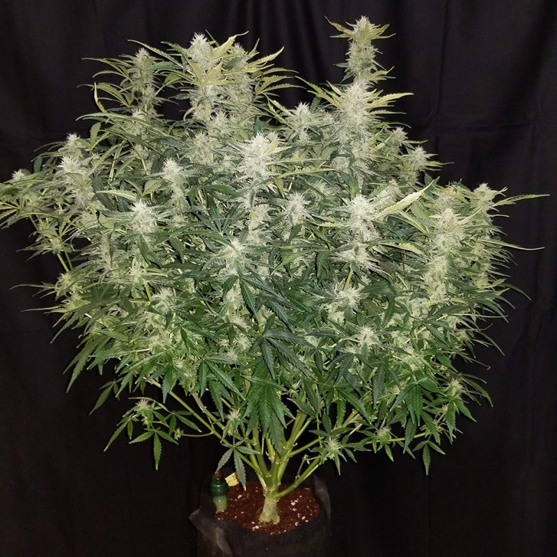 Easy Ryder feminised Ganja Seeds - 4 насінини