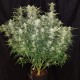 Easy Ryder feminised Ganja Seeds - 4 насінини