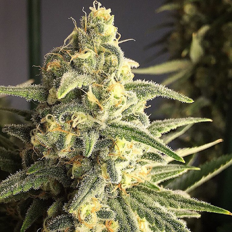 Cream 47 feminised Ganja Seeds - 477 насінин