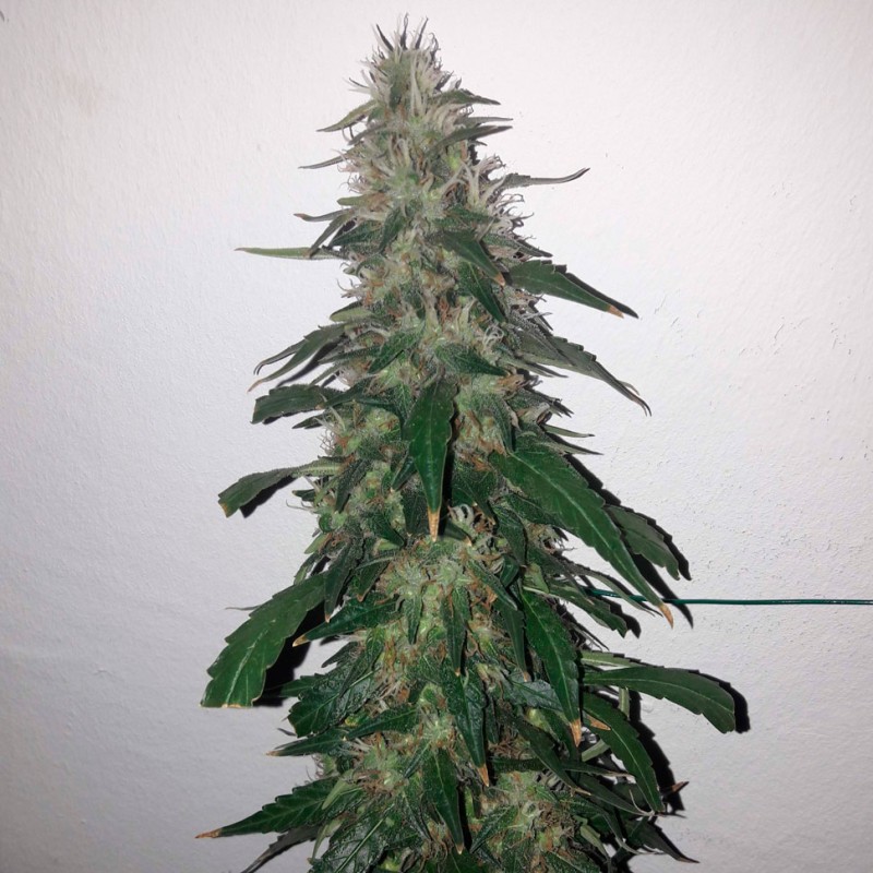 Auto Power Plant feminised Ganja Seeds