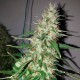 Auto Power Plant feminised Ganja Seeds