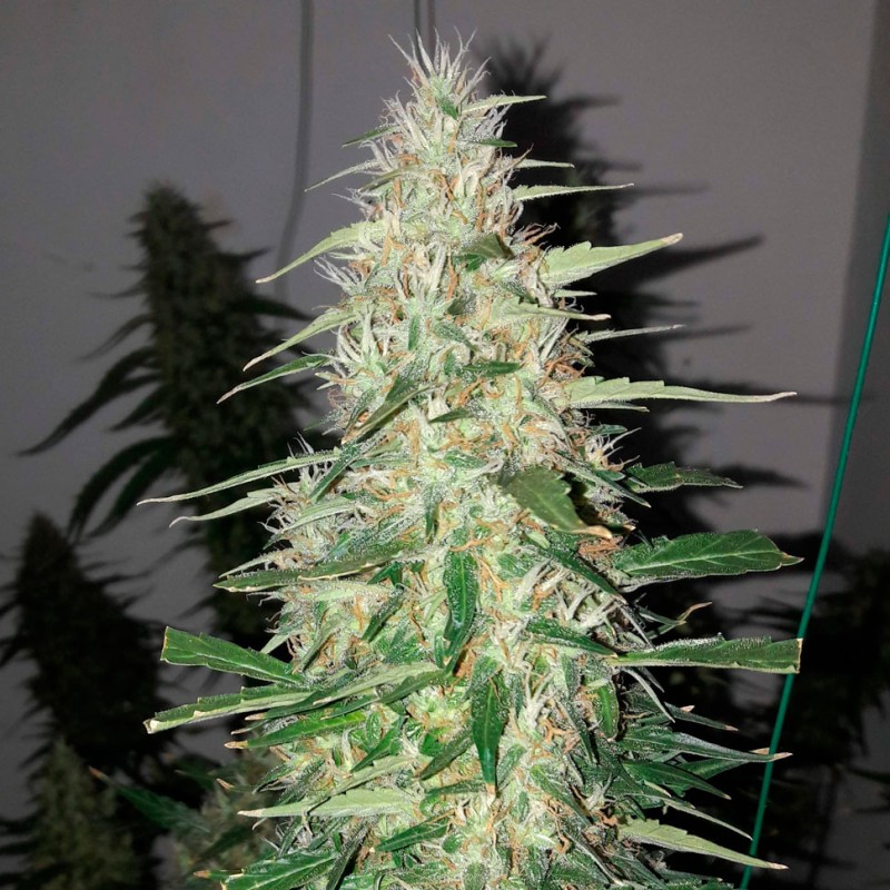 Auto Power Plant feminised Ganja Seeds