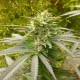 Auto Power Plant feminised Ganja Seeds