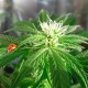 Auto Power Plant feminised Ganja Seeds