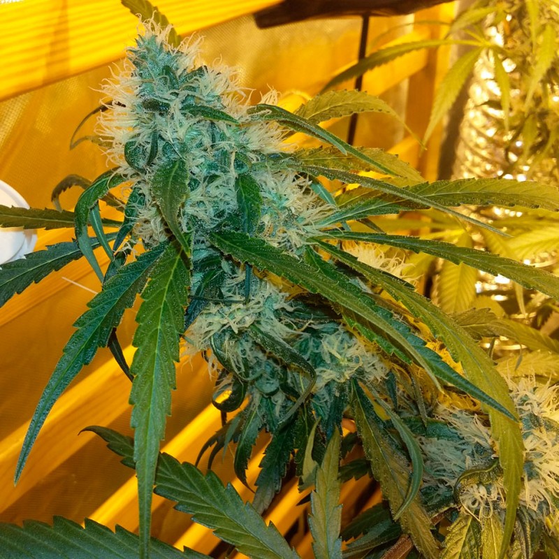 Auto Power Plant feminised Ganja Seeds