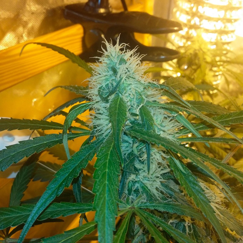 Auto Power Plant feminised Ganja Seeds