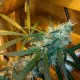 Auto Power Plant feminised Ganja Seeds