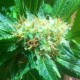 Auto Power Plant feminised Ganja Seeds