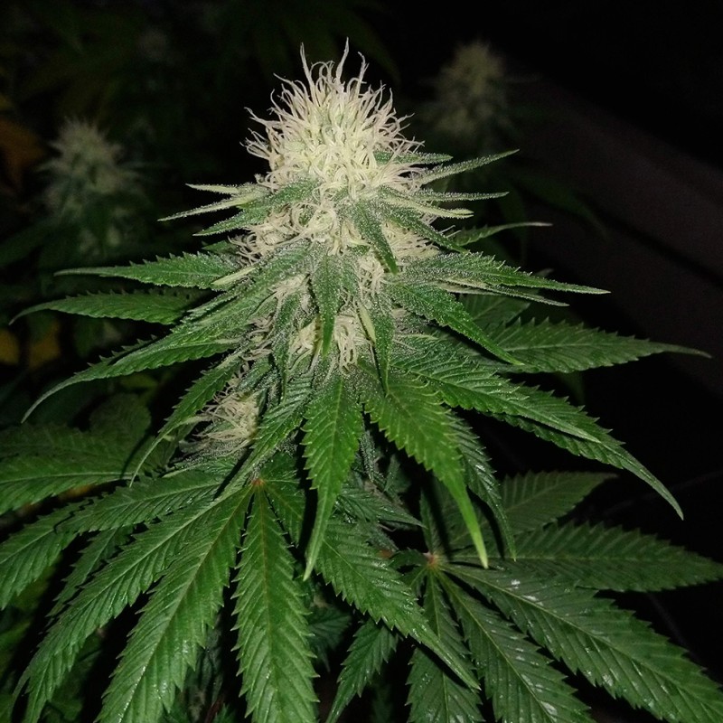 Auto Power Plant feminised Ganja Seeds