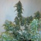 Russian Snow feminised Ganja Seeds - 2 насінини