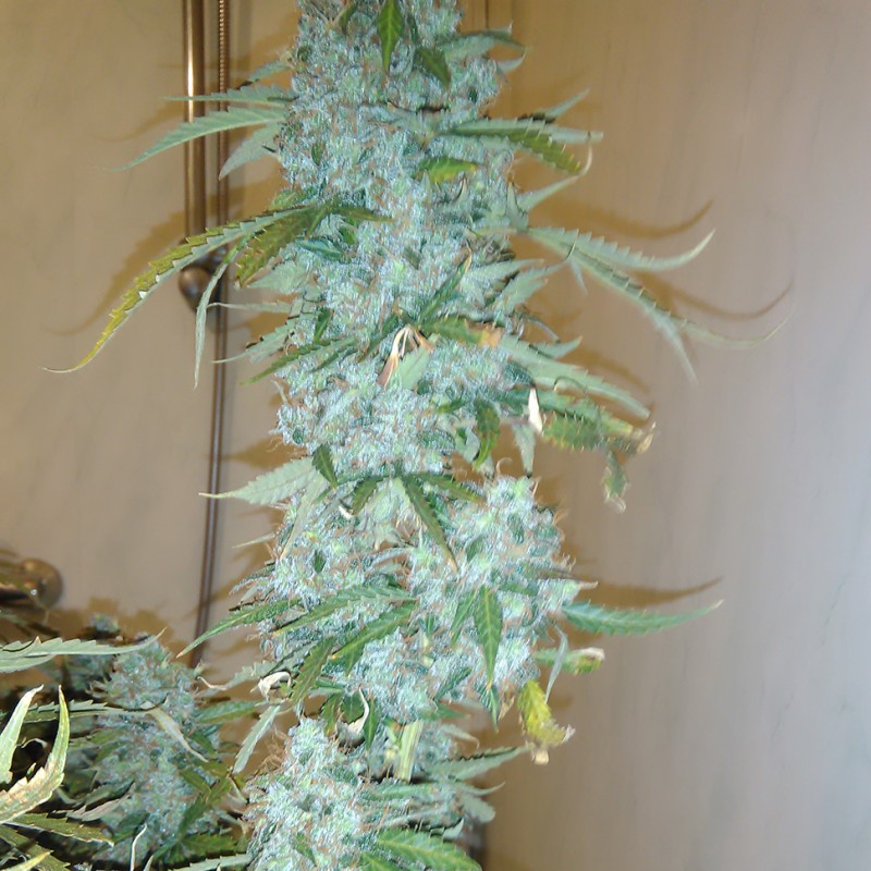 Russian Snow feminised Ganja Seeds - 2 насінини