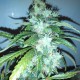 Russian Snow feminised Ganja Seeds - 2 насінини