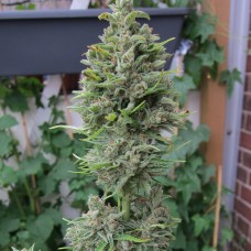 Northern Lights x Skunk feminised Ganja Seeds