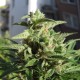 Northern Lights x Skunk feminised Ganja Seeds