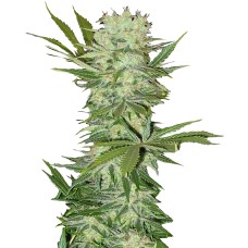 G13 feminised GanjaLiveSeeds