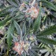 G13 feminised GanjaLiveSeeds