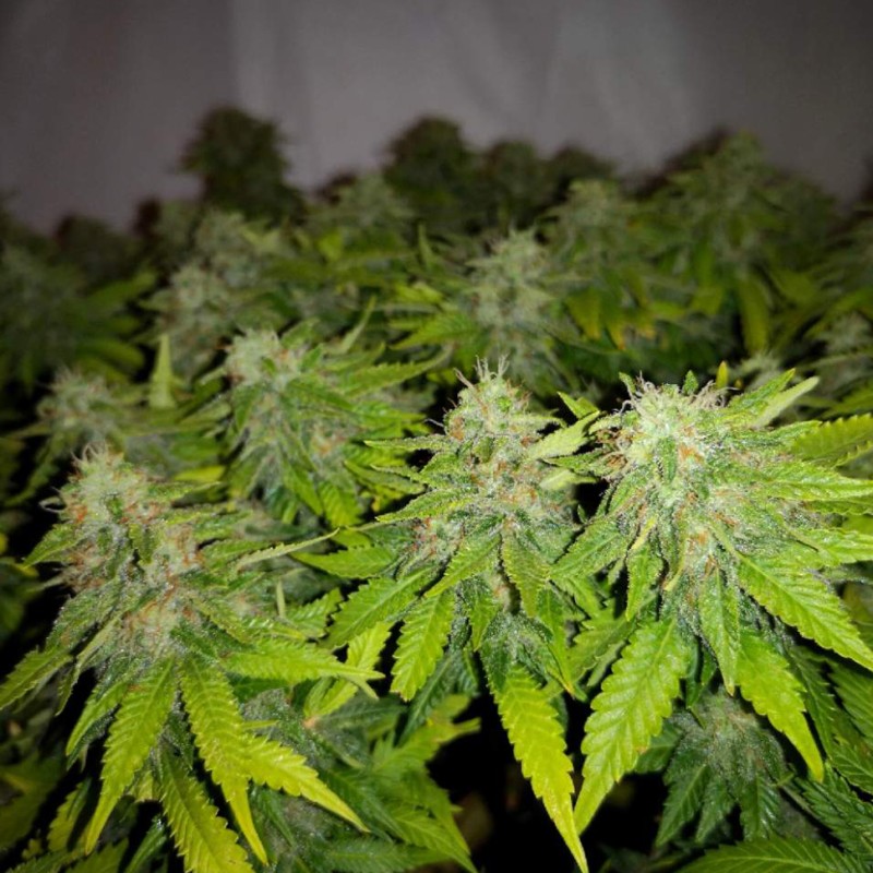 Auto Caramelino feminised Victory Seeds