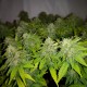 Auto Caramelino feminised Victory Seeds
