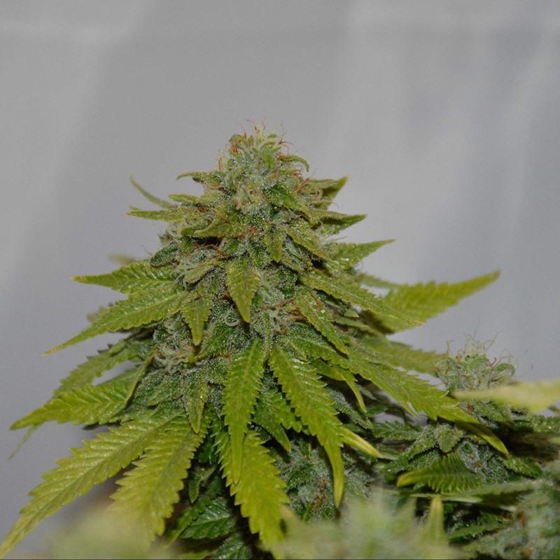 Auto Caramelino feminised Victory Seeds