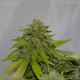 Auto Caramelino feminised Victory Seeds