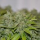 Auto Caramelino feminised Victory Seeds