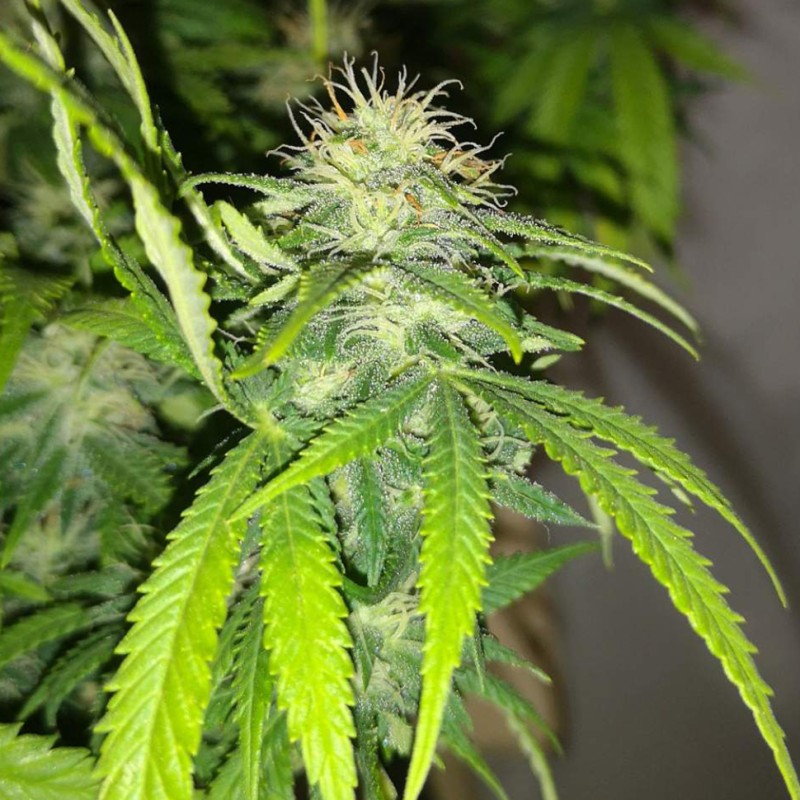 Auto Caramelino feminised Victory Seeds