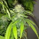 Auto Caramelino feminised Victory Seeds