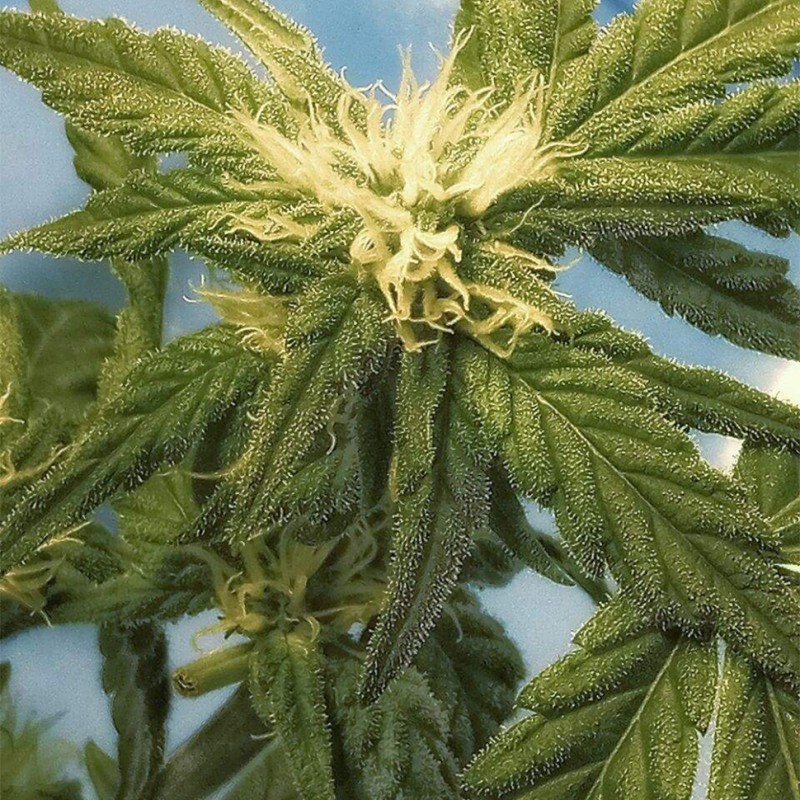 Flowershell Bomb feminised GanjaLiveSeeds