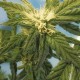 Flowershell Bomb feminised GanjaLiveSeeds
